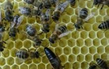 Основные методы разведения пчел